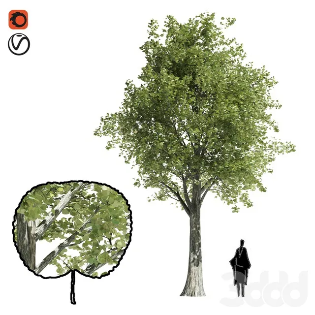 PLANTS – TREE – 3D MODELS – 3DS MAX – FREE DOWNLOAD – 17383