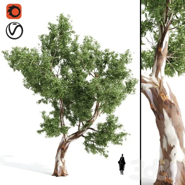 PLANTS – TREE – 3D MODELS – 3DS MAX – FREE DOWNLOAD – 17387
