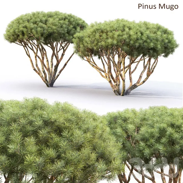 PLANTS – TREE – 3D MODELS – 3DS MAX – FREE DOWNLOAD – 17388
