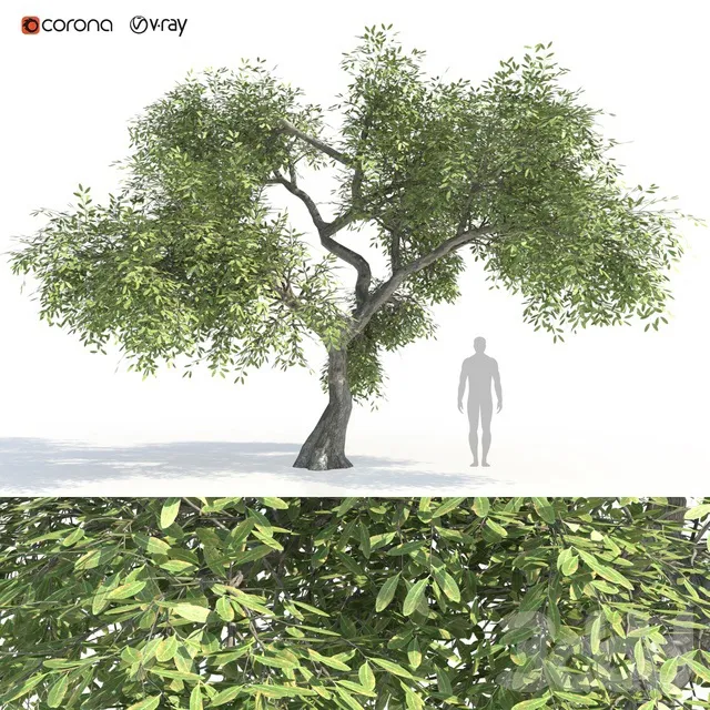 PLANTS – TREE – 3D MODELS – 3DS MAX – FREE DOWNLOAD – 17390