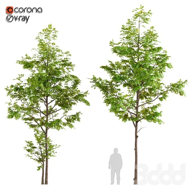 PLANTS – TREE – 3D MODELS – 3DS MAX – FREE DOWNLOAD – 17403