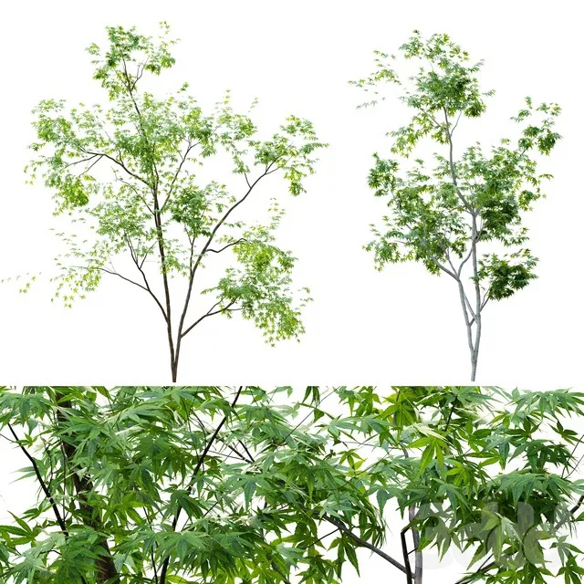 PLANTS – TREE – 3D MODELS – 3DS MAX – FREE DOWNLOAD – 17410