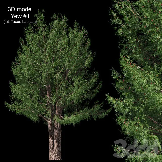 PLANTS – TREE – 3D MODELS – 3DS MAX – FREE DOWNLOAD – 17412