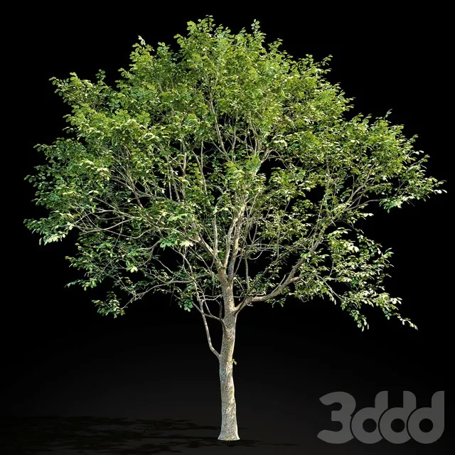 PLANTS – TREE – 3D MODELS – 3DS MAX – FREE DOWNLOAD – 17419