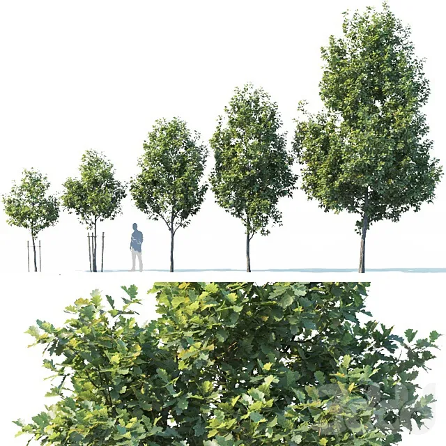 PLANTS – TREE – 3D MODELS – 3DS MAX – FREE DOWNLOAD – 17445