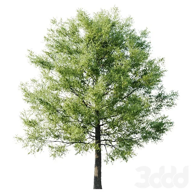 PLANTS – TREE – 3D MODELS – 3DS MAX – FREE DOWNLOAD – 17455