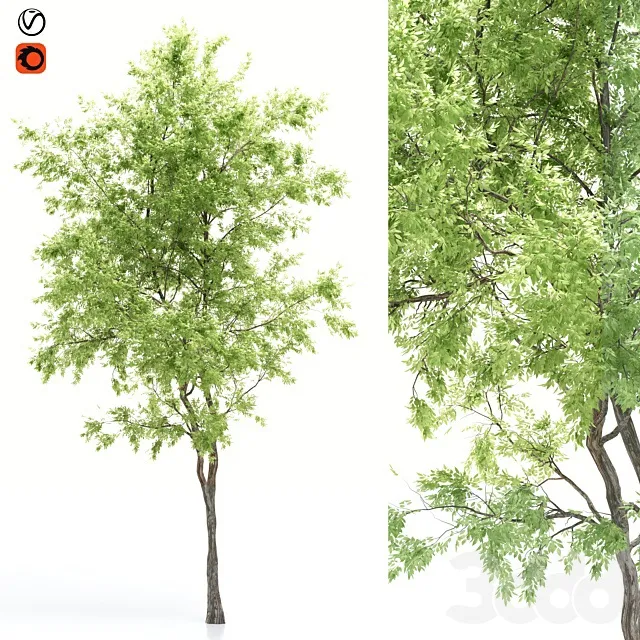 PLANTS – TREE – 3D MODELS – 3DS MAX – FREE DOWNLOAD – 17458