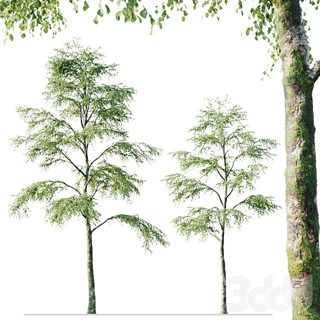 PLANTS – TREE – 3D MODELS – 3DS MAX – FREE DOWNLOAD – 17459