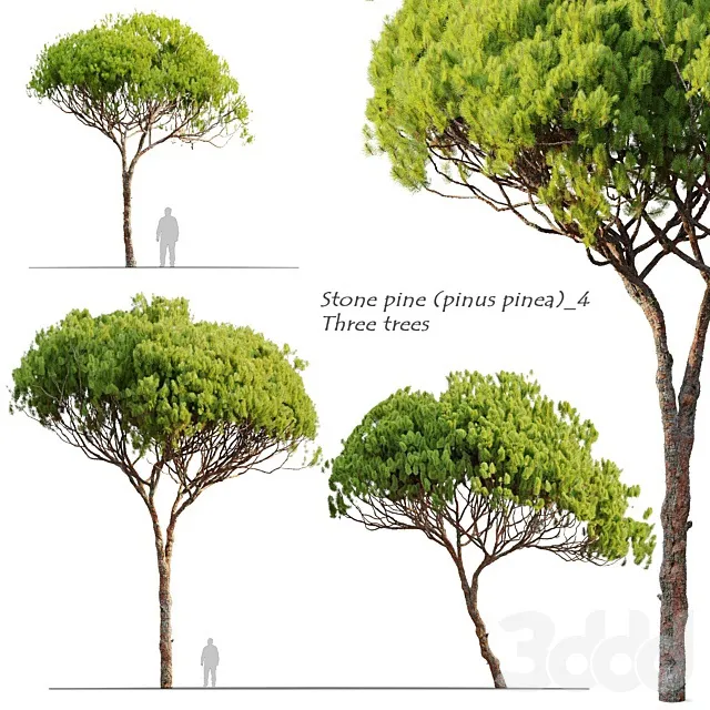 PLANTS – TREE – 3D MODELS – 3DS MAX – FREE DOWNLOAD – 17466