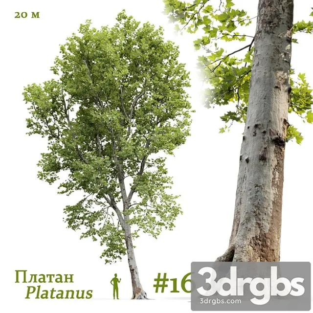 platanus  1