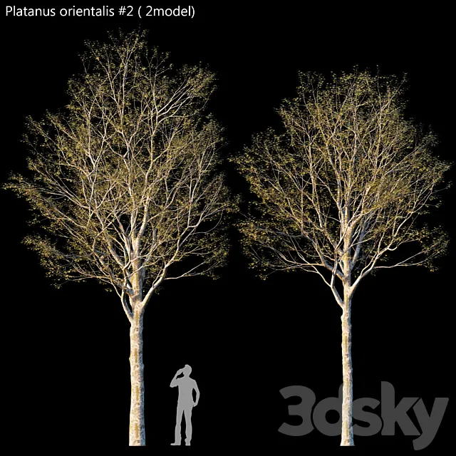Platanus orientalis -Platanus acerifolia # 2 3DSMax File