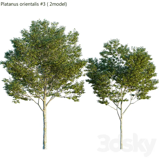 Platanus orientalis -Platanus acerifolia # 3 3DSMax File