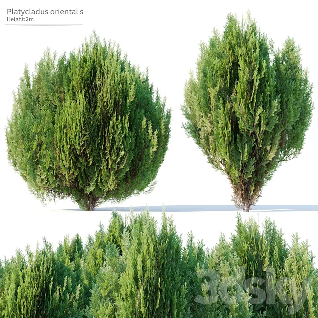 Platycladus orientalis 3ds Max