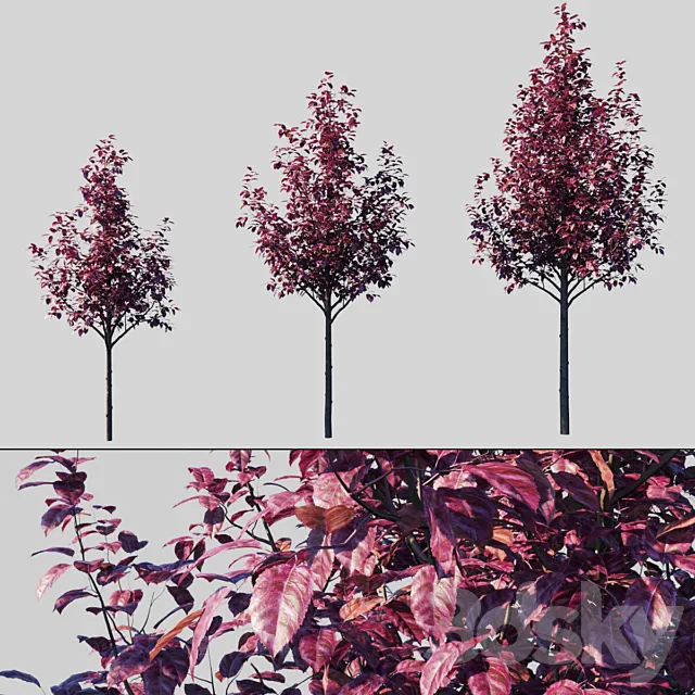 Plum Spread Pissardi _ Prunus Cerasifera Pissardii 3ds Max