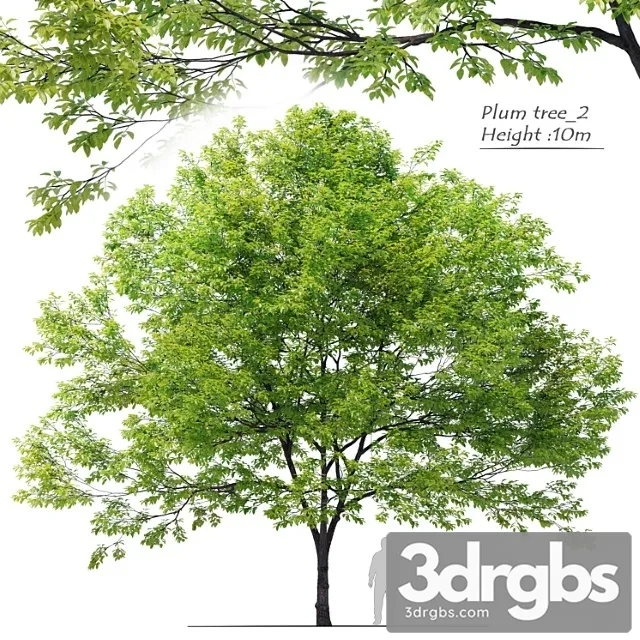 Plum Tree 02 3dsmax Download