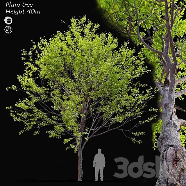 Plum tree 3DSMax File