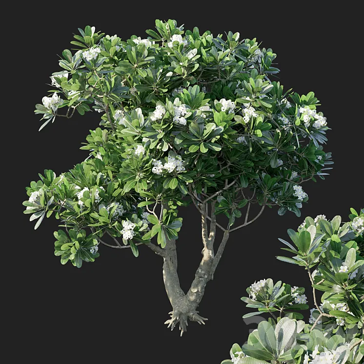 Plumeria Obtusa 3DS Max