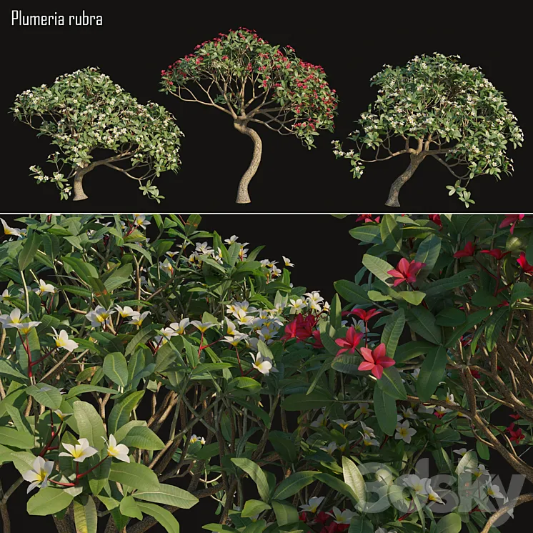Plumeria rubra -Frangipani Tree-02 3DS Max