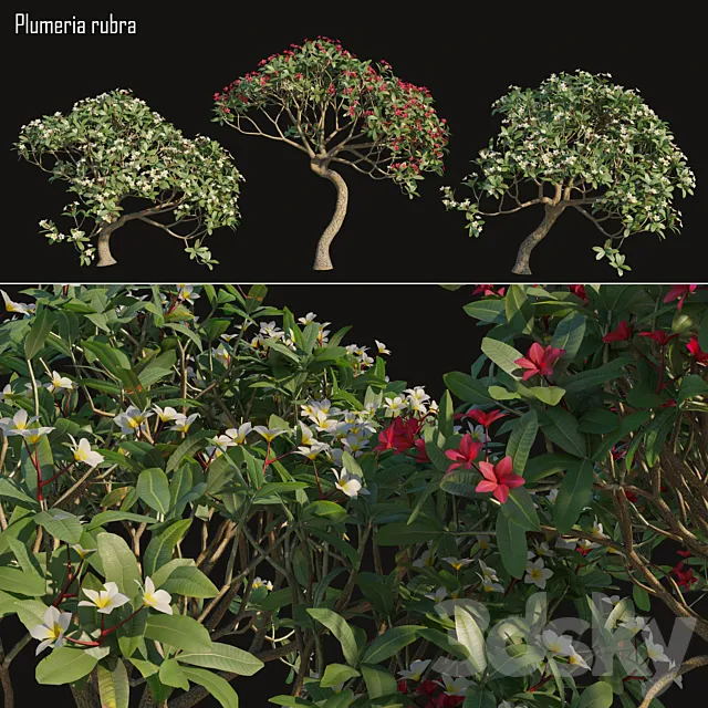 Plumeria rubra -Frangipani Tree-02 3DSMax File