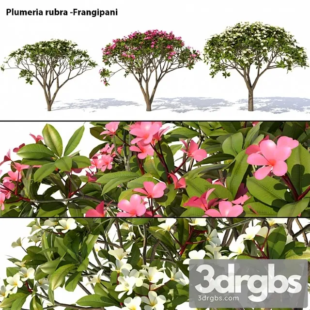 Plumeria Rubra Frangipani Tree 3dsmax Download