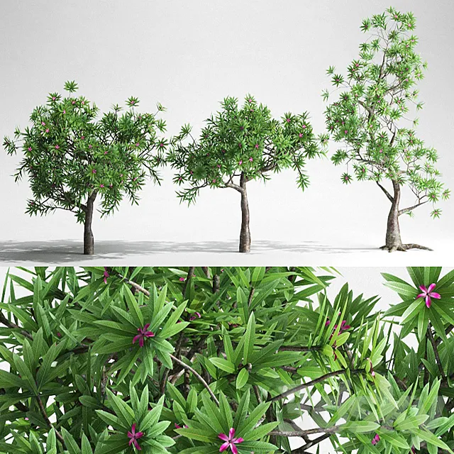 Plumeria Trees – 3 Shapes 3ds Max