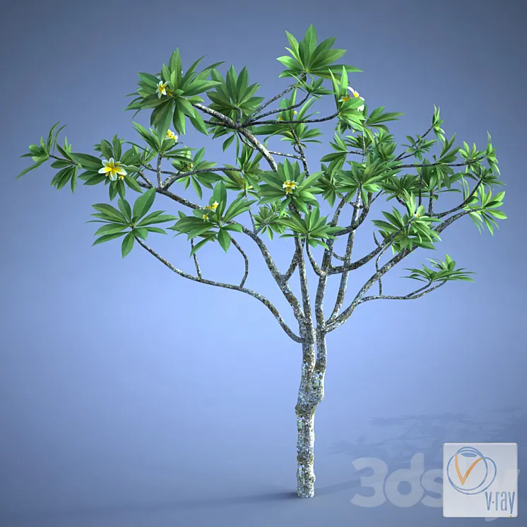 Plumeria_plant 3DS Max