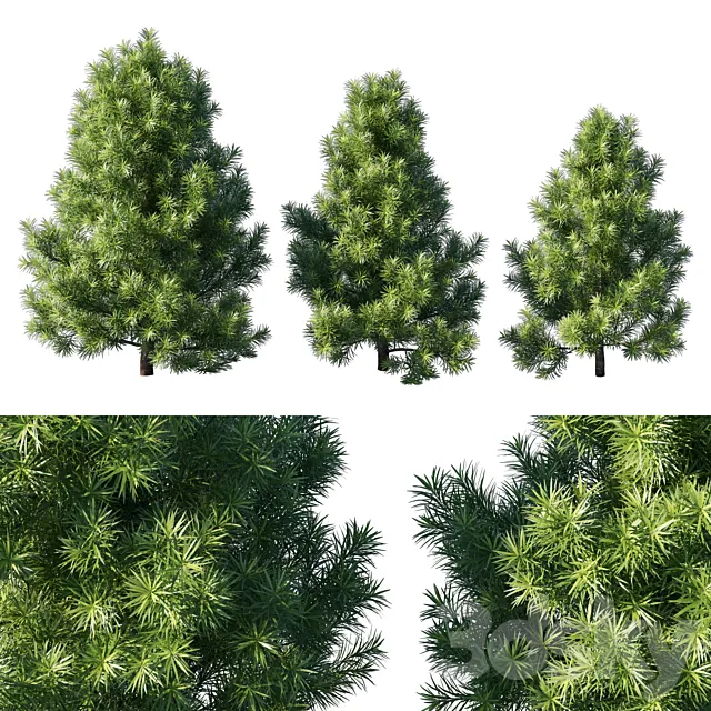 Podocarpus macrophyllas 02 3ds Max