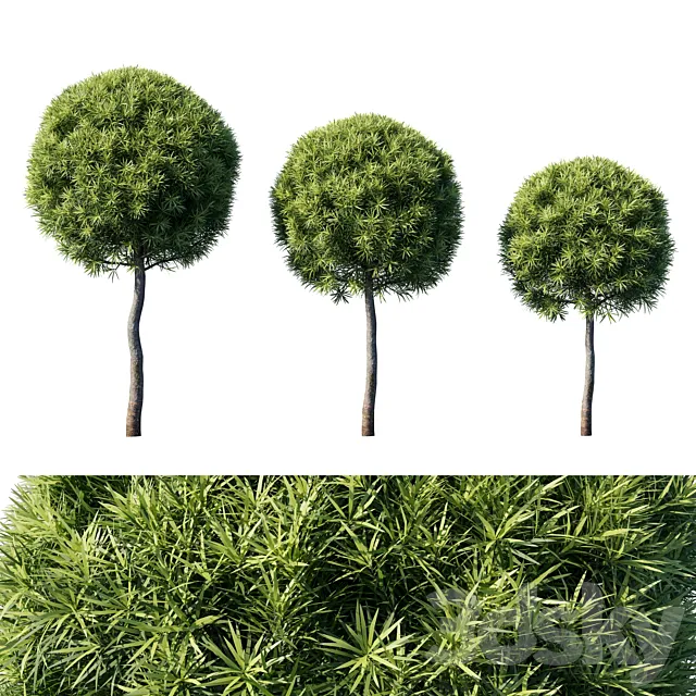 Podocarpus macrophyllas 04 3ds Max