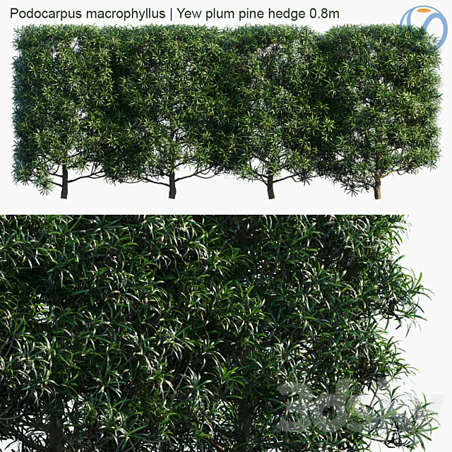 Podocarpus macrophyllus | Yew plum pine hedge 0.8m 3DS Max Model