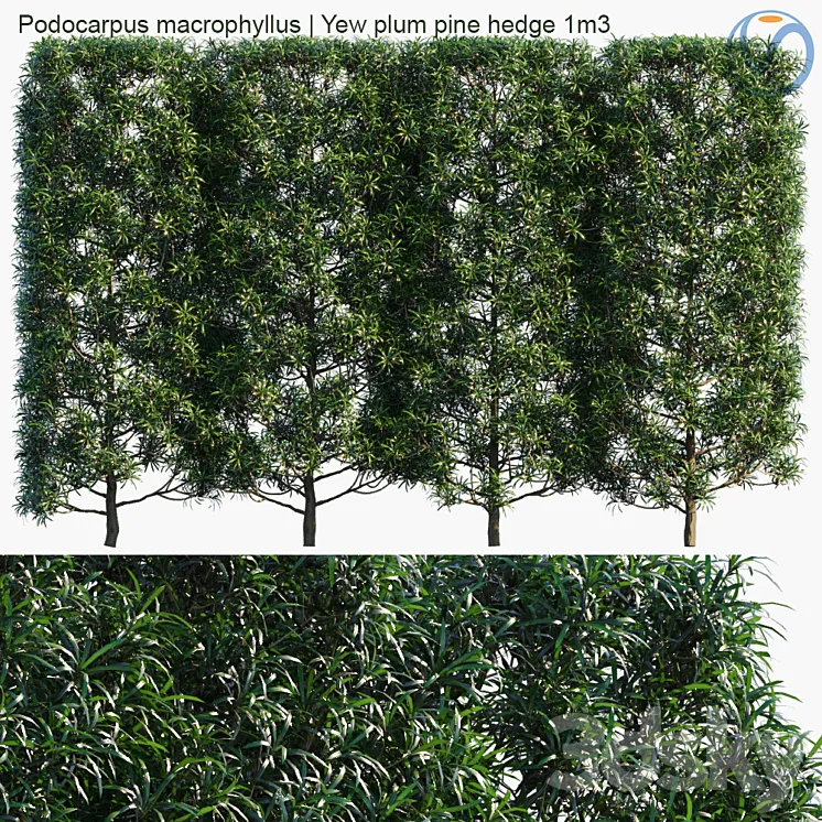 Podocarpus macrophyllus | Yew plum pine hedge 1m3 3DS Max