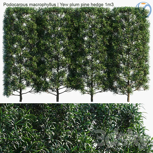 Podocarpus macrophyllus | Yew plum pine hedge 1m3 3DSMax File