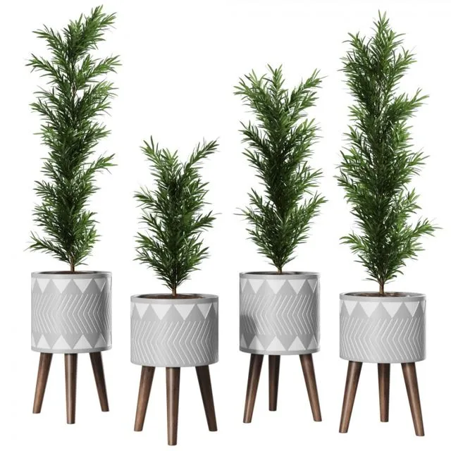 Podocarpus Vase Plant 3dsMax Model