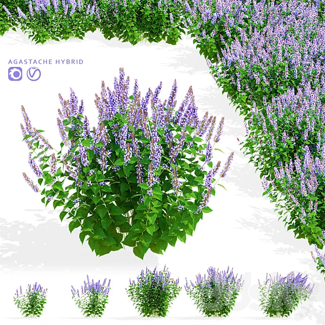 Polygon hybrid flowers | Agastache hybrid 3ds Max