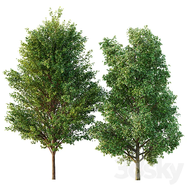 poplar 2 trees 3ds Max