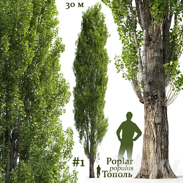 Poplar _ Populus #1 3DSMax File