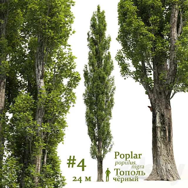 Poplar _ Populus # 4 3DSMax File