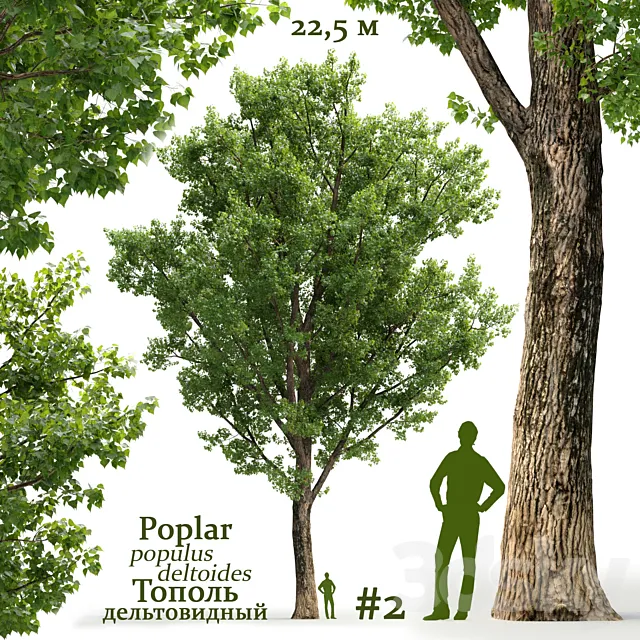 Poplar _ Populus deltoides #2 3DSMax File
