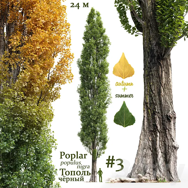Poplar _ Populus nigra #3 3DSMax File