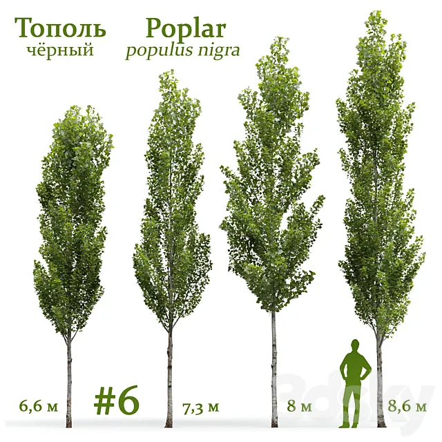 Poplar _ Populus nigra #6 3DS Max Model