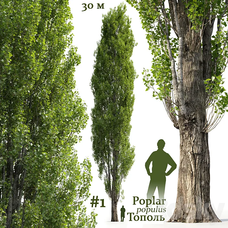 Poplar \/ Populus #1 3DS Max