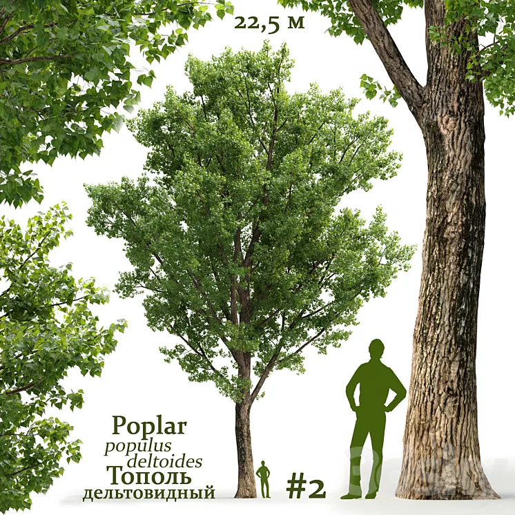 Poplar \/ Populus deltoides #2 3DS Max