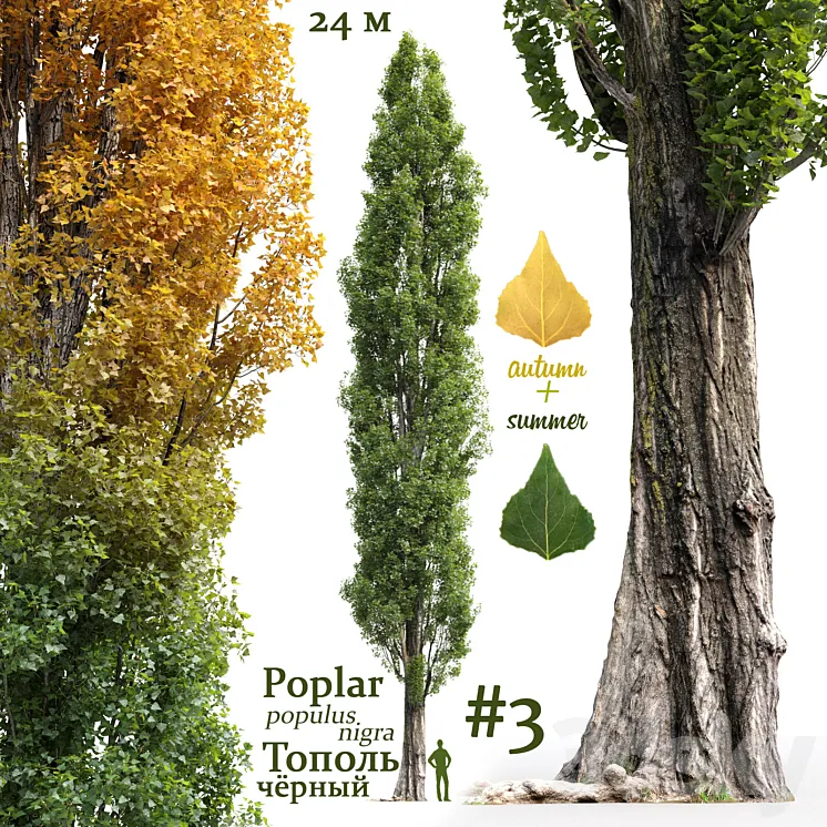 Poplar \/ Populus nigra #3 3DS Max
