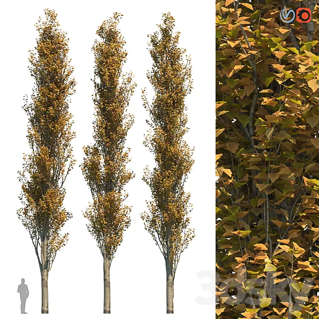 Poplar Pyramidal 15m Autumn 3DS Max Model