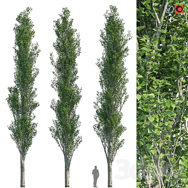 Poplar Pyramidal 15m Summer 3DSMax File