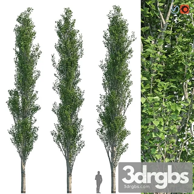 Poplar pyramidal 15m summer