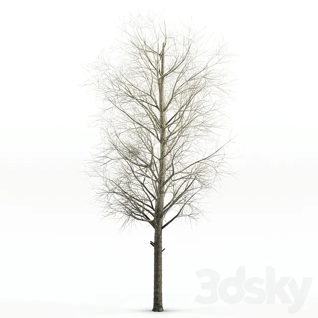 poplar Siberian 3ds Max