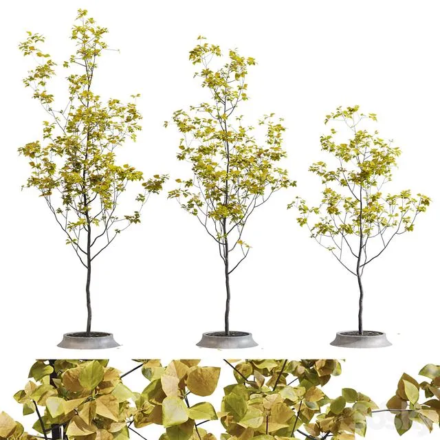 Poplar young 3dsMax Model