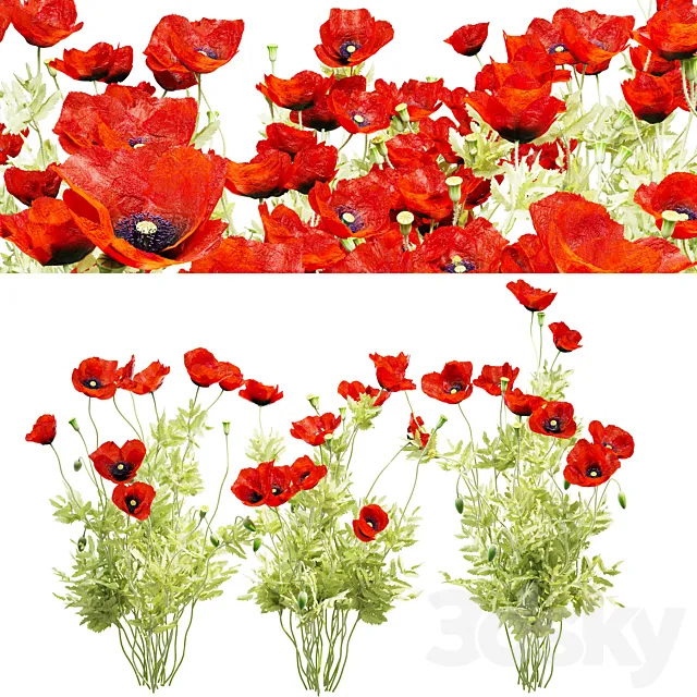 Poppy field 3ds Max