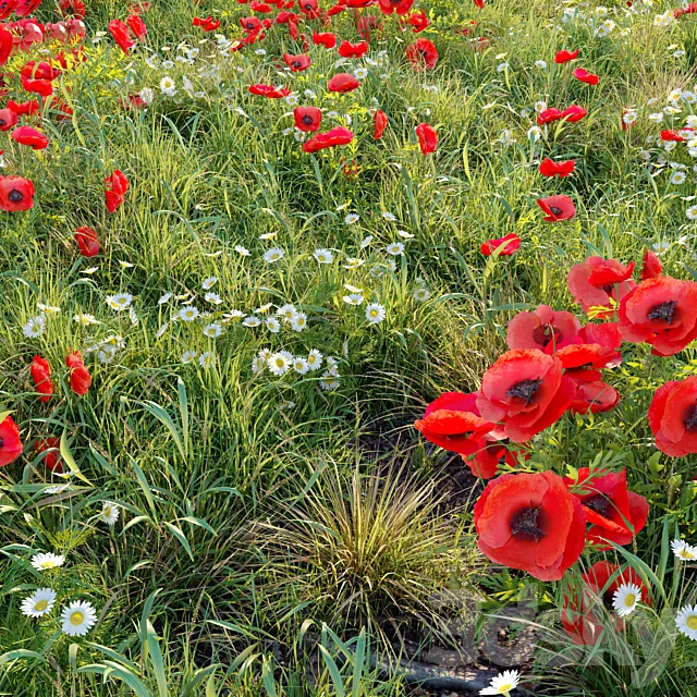 Poppy flower field 3ds Max