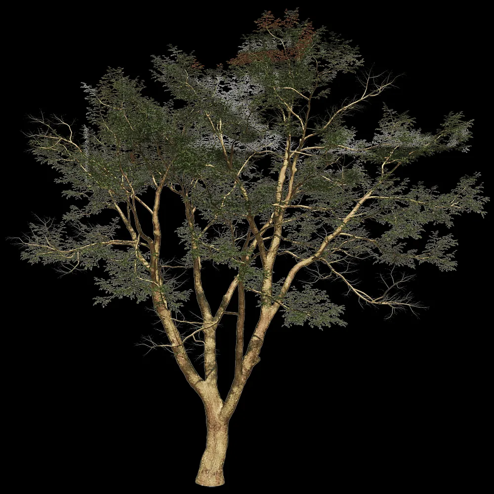 Porada – Vachellia Xanthophloea 01 01 3ds Max
